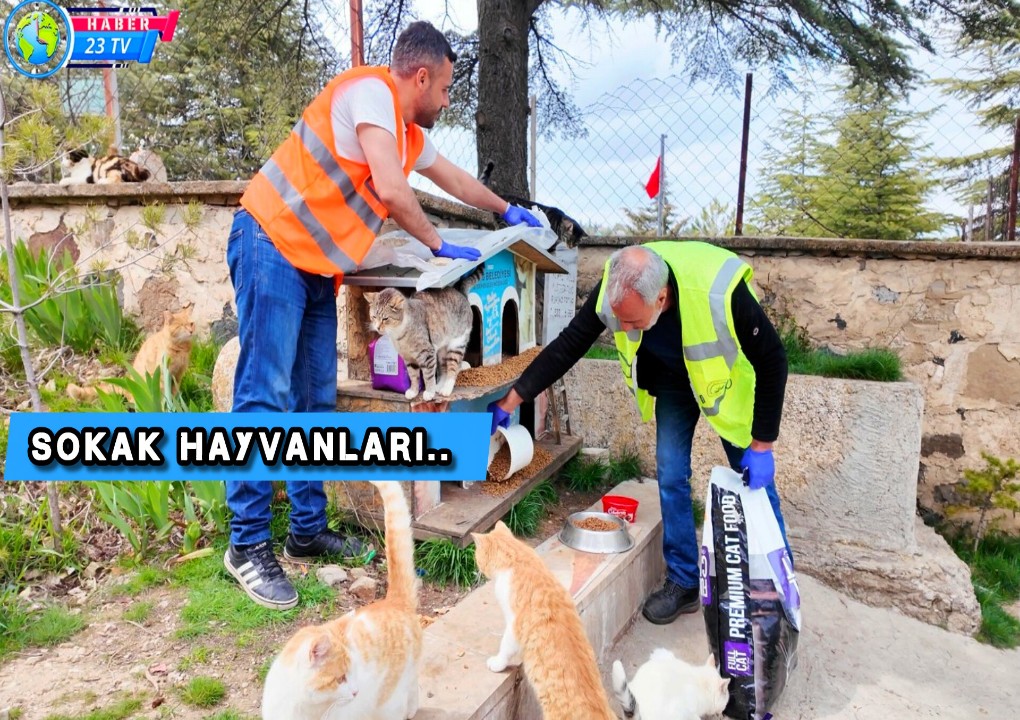 Sokak Hayvanları İçin Mama Ve Su Desteği
