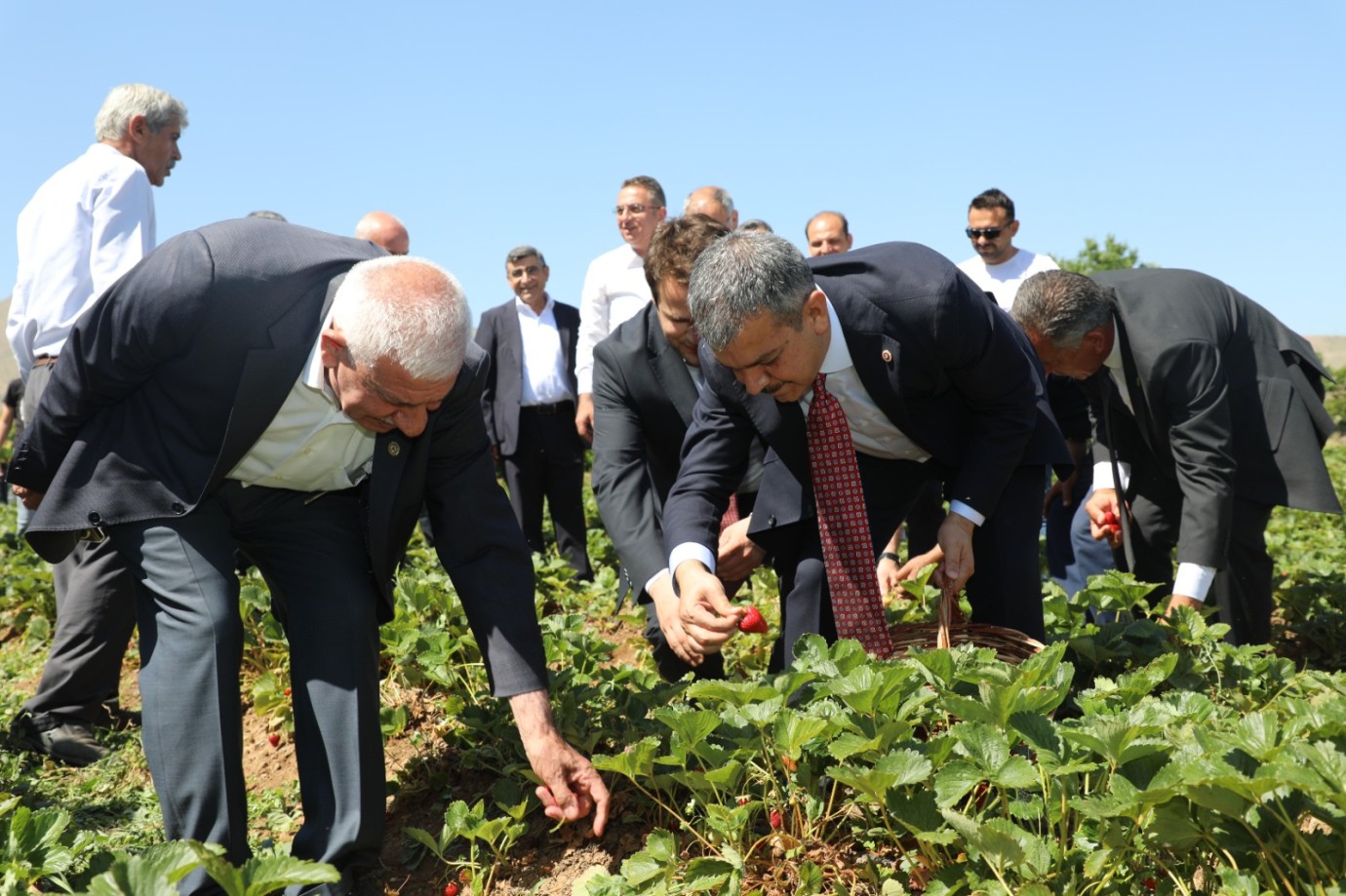 Çilek Hasadı Başladı: Üretimin Bereketi Tarlalara Yansıdı