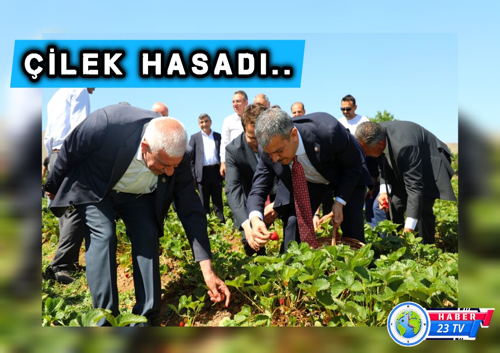 Çilek Hasadı Başladı: Üretimin Bereketi Tarlalara Yansıdı