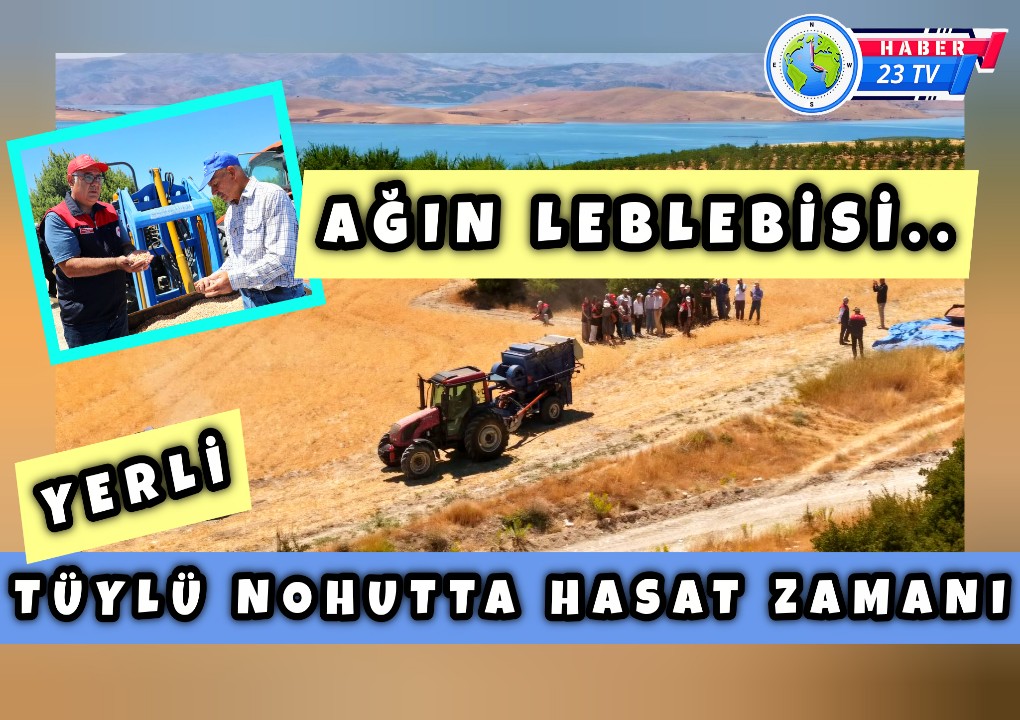 Yerli Tüylü Nohutta Hasat Zamanı