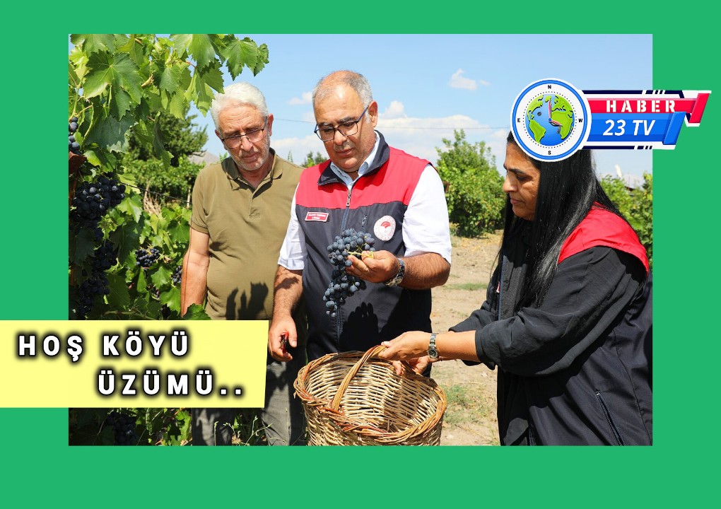 Hoş Köyü’nde Erkenci Üzüm Hasadı