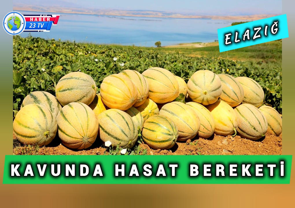 Kavunda Hasat Bereketi...