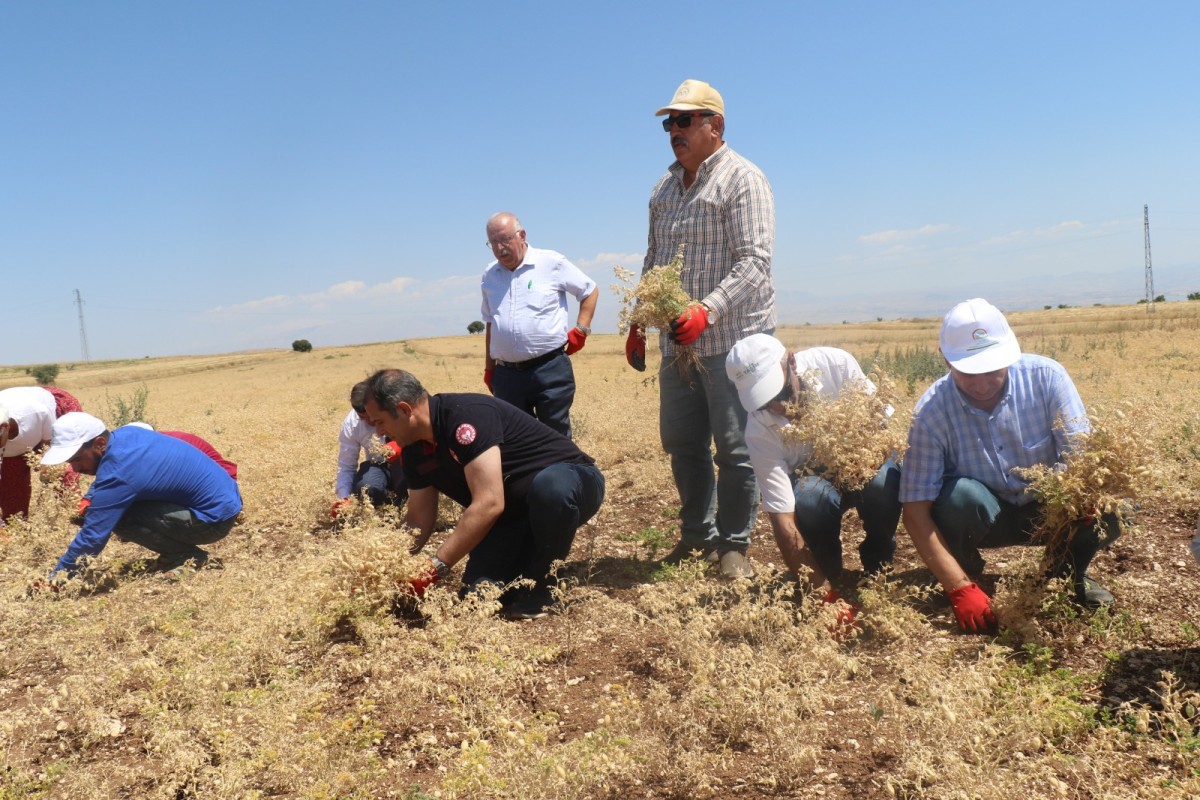 Ağın’da Nohut Hasadı Başladı 